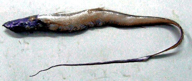 Aldrovandia phalacra_04.jpg